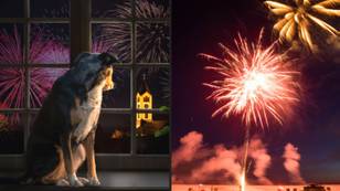 You Could Face Five Years In Jail For Setting Off Fireworks That Cause 'Suffering' To Animals
