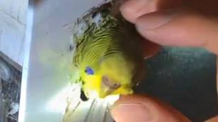 Firefighters Save Budgie That Got Stuck In Tiny Keyhole