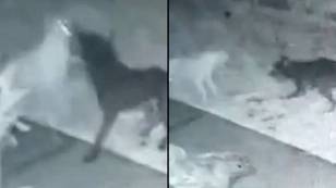 Man Captures Creepy Footage Of ‘Ghost Dog’ Playing With His Puppy In Back Garden