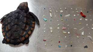Tiny Turtle Found Dead With 104 Pieces Of Plastic In Its Intestines 