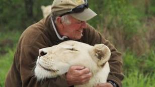 Conservationist Mauled To Death By His Two Beloved White Lions
