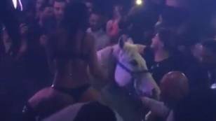 Animal Lovers Furious After Horse Is Forced To Perform In Nightclub