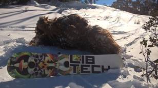 Guy Dressed As Chewbacca Banned From Thredbo For Allegedly Injuring Man