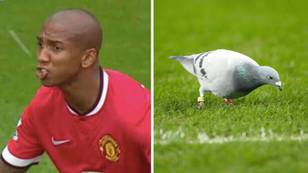 Ashley Young Still Claims That A Bird Didn't Poo In His Mouth
