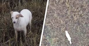 Sausage-Carrying Drone Saves Stranded Dog’s Life In Uplifting Footage