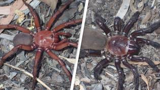 New 'giant' spider has been discovered in Australia