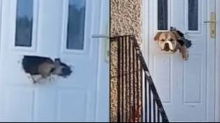 Locals lose it after seeing dog chew through front door letterbox