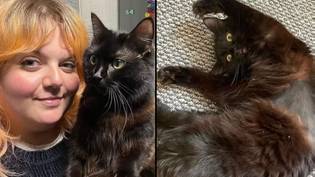 Woman spends $12,500 at the vet only to be told her cat is just weird