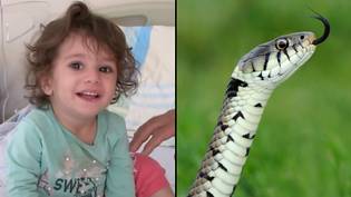 Toddler bites and kills snake after it bit her