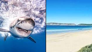 Woman killed by great white shark after going for morning swim