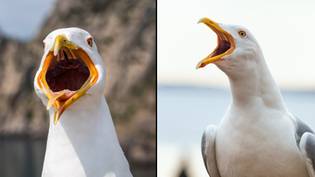 Seagulls Acting Off Their Heads 'On Acid' Are Set To Cause Chaos This Summer