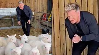 PETA呼吁戈登·拉姆齐（Gordon Ramsay）的孩子在蒂克托克（Tiktok）视频之后拒绝他