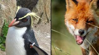 Edinburgh Zoo's oldest penguin has been killed by a fox