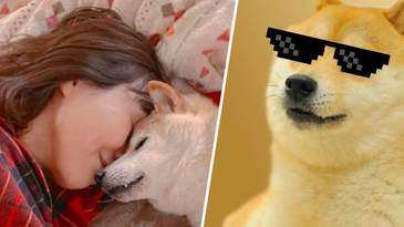'Doge' meme Shiba Inu seriously ill with cancer, owner says