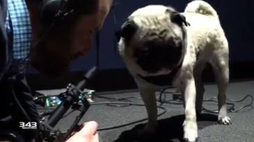​343 Industries Has Recruited A Pug To Make Alien Sounds