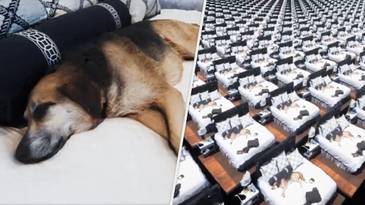 Unreal Engine 5 Dev Renders 10 Billion Polygons Of Napping Dog 