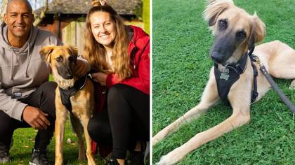 The Dog House Viewers In Tears After Harry Finally Finds His Forever Home