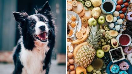 Pet Owners Warned Not To Give Their Dogs These 10 'Toxic' Foods