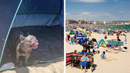 Woman divides opinion after complaining about beachgoer not letting dog sit under their tent