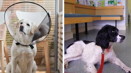 Dog owner left heartbroken over note in waiting room at vets