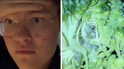 Woman issues warning to always wash vegetables after spotting bugs in broccoli