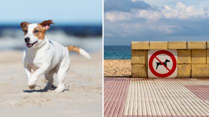 A Number Of UK Beaches Are Banning Dogs This Summer