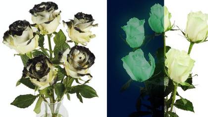 Aldi Is Selling Glow-In-The-Dark Roses For Halloween