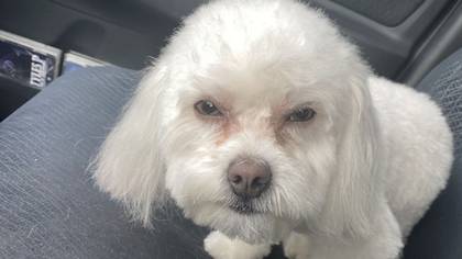 Owner Shocked To Discover Groomers Had Given Her The Wrong Dog