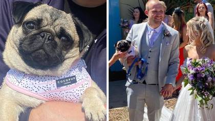 Bride Devastated As Beloved Pug Dies After Being Left In Van As She Celebrated Wedding
