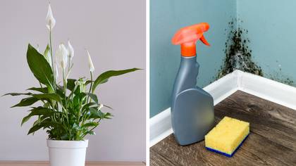 You can buy a £7 plant that can help keep mould out of your home