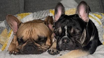 Dog Owner's Urgent Warning After Frenchie Has Allergic Reaction Following Contact With Fabulosa