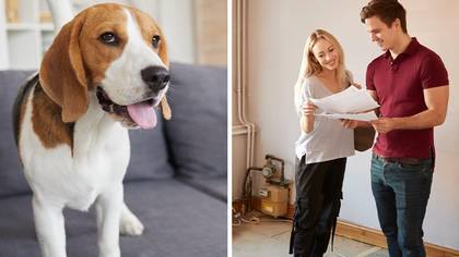 Landlords To Be Forced To Allow Tenants To Have Pets