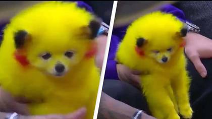 Fan criticised for bringing dog dyed to look like Pikachu to NBA game