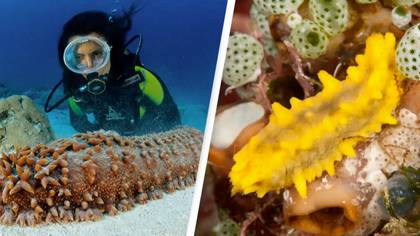 Reason why people are risking their lives diving for sea cucumbers