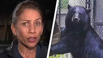 Bear shot and killed after escaping enclosure through open door and attacking zoo keeper
