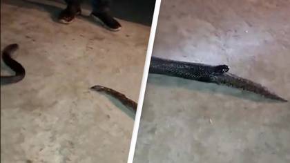 Horrendous moment cobra regurgitates entire snake after biting off more than it could chew