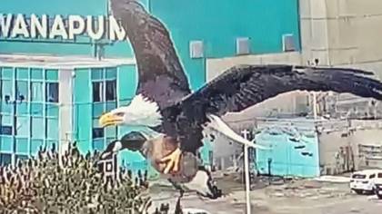 Bald eagle caught carrying off Canada goose in wild video
