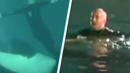 Video shows killer whale 'rag dolling' trainer before letting him live
