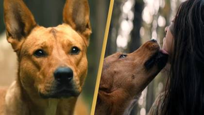 Prey's dog star's former animal shelter celebrates her success in new Predator movie