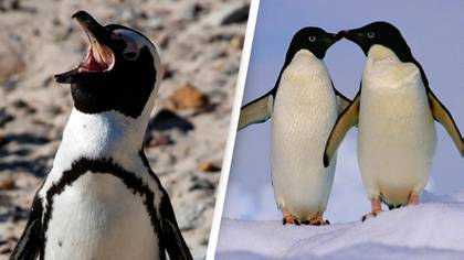 People are absolutely terrified after finding out what inside of a penguin's mouth looks like