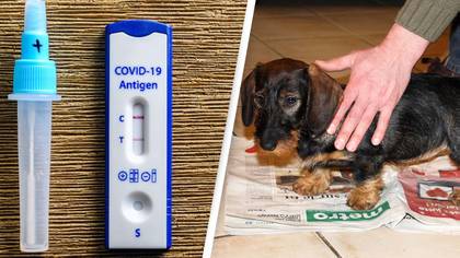 Warning Issued Over Rapid Antigen Tests Amid Dog Poisoning Fears