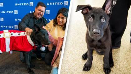 Pilot adopts dog abandoned in airport