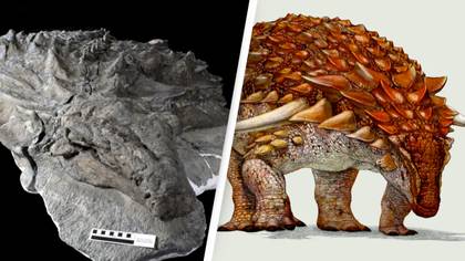 Scientists found a dinosaur with skin on its face still intact
