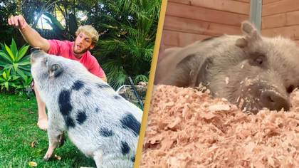 Logan Paul’s former pet pig gets rescued after being found ‘abandoned’ with ‘life-threatening infection’