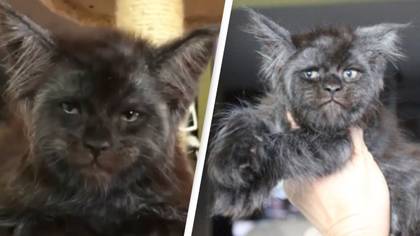 Valkyrie The Human-Faced Cat Is Making People Very Uncomfortable