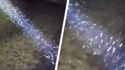 Mysterious white dust falling from the sky is sparking wild conspiracy theories