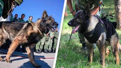 Brave rescue dog dies while searching for survivors in deadly Turkey earthquake rubble