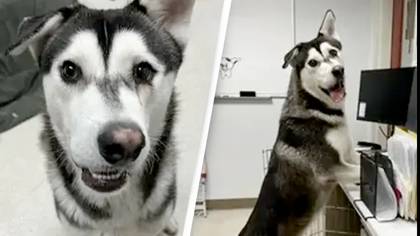 Husky who was called 'ugly' for crooked smile finds forever home