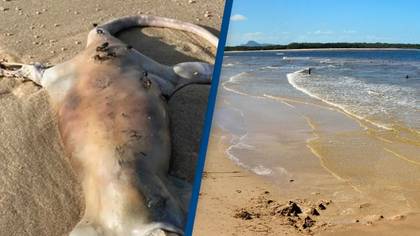 Unidentifed 'Alien' Creature Discovered On Australian Beach