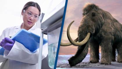 Scientists say they will bring the woolly mammoth back from extinction in four years